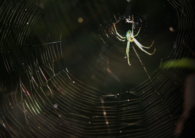 Lake Fork Animals_03b