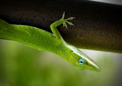 Lake Fork Animals_04b