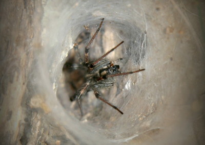 Lake Fork Animals_09a