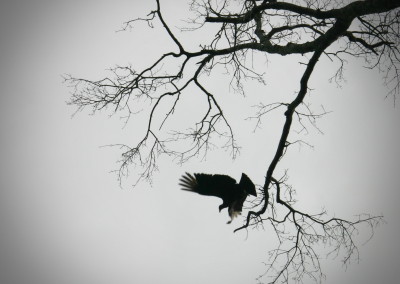 Lake Fork Animals_11b