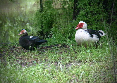 Lake Fork Animals_12b