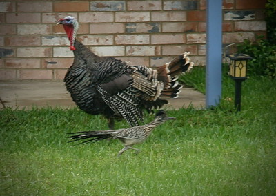 Lake Fork Animals_13b