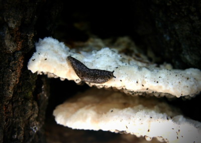 Lake Fork Animals_14b