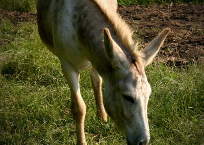 Lake Fork Animals_15b