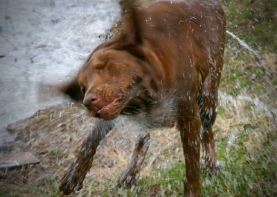 Lake Fork Animals_20b