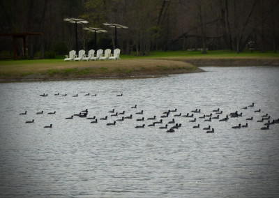Lake Fork Animals_26b