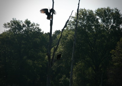 Lake Fork Animals_27b