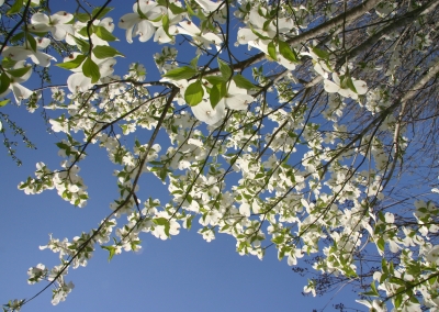 LF Nature_05