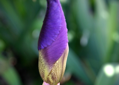 LF Nature_07b