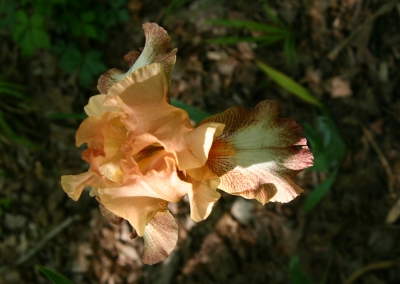 LF Nature_08