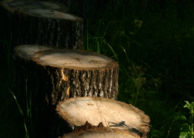 LF Nature_20
