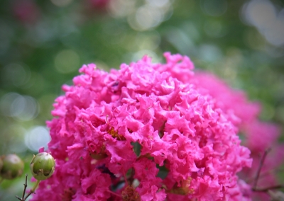 LF Nature_61b